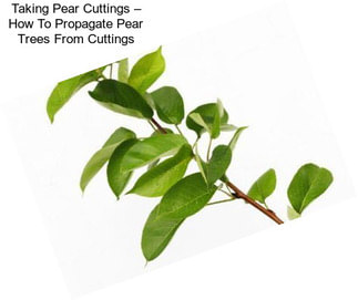 Taking Pear Cuttings – How To Propagate Pear Trees From Cuttings