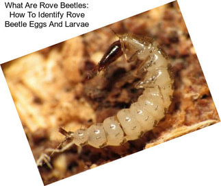 What Are Rove Beetles: How To Identify Rove Beetle Eggs And Larvae