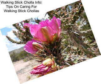 Walking Stick Cholla Info: Tips On Caring For Walking Stick Chollas