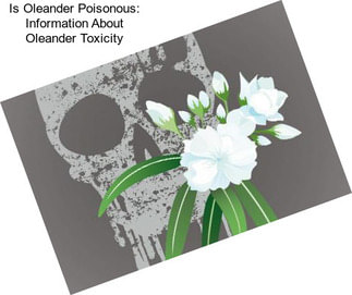Is Oleander Poisonous: Information About Oleander Toxicity