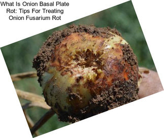 What Is Onion Basal Plate Rot: Tips For Treating Onion Fusarium Rot