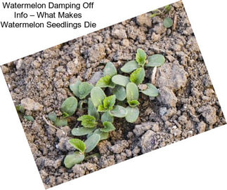 Watermelon Damping Off Info – What Makes Watermelon Seedlings Die