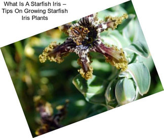What Is A Starfish Iris – Tips On Growing Starfish Iris Plants