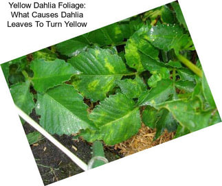 Yellow Dahlia Foliage: What Causes Dahlia Leaves To Turn Yellow