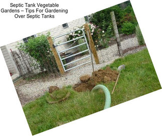Septic Tank Vegetable Gardens – Tips For Gardening Over Septic Tanks