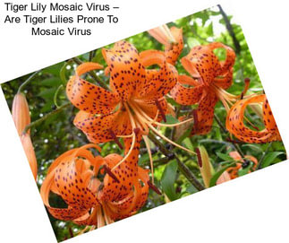 Tiger Lily Mosaic Virus – Are Tiger Lilies Prone To Mosaic Virus