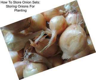 How To Store Onion Sets: Storing Onions For Planting