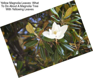 Yellow Magnolia Leaves: What To Do About A Magnolia Tree With Yellowing Leaves