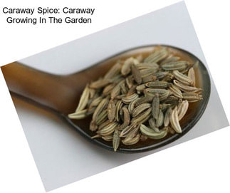 Caraway Spice: Caraway Growing In The Garden