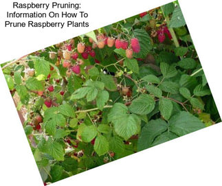 Raspberry Pruning: Information On How To Prune Raspberry Plants