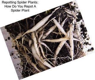 Repotting Spider Plants: How Do You Repot A Spider Plant