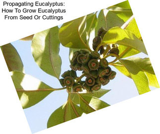 Propagating Eucalyptus: How To Grow Eucalyptus From Seed Or Cuttings