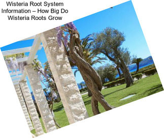 Wisteria Root System Information – How Big Do Wisteria Roots Grow