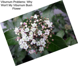 Viburnum Problems: Why Won\'t My Viburnum Bush Flower