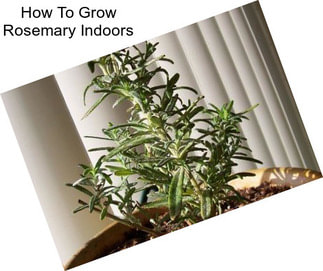 How To Grow Rosemary Indoors