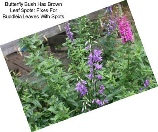 Butterfly Bush Has Brown Leaf Spots: Fixes For Buddleia Leaves With Spots