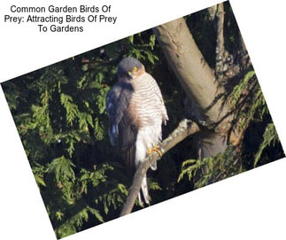 Common Garden Birds Of Prey: Attracting Birds Of Prey To Gardens