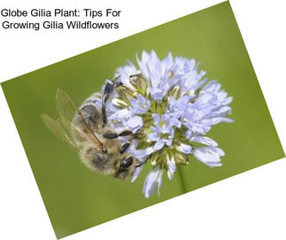 Globe Gilia Plant: Tips For Growing Gilia Wildflowers