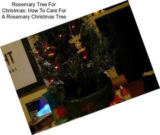 Rosemary Tree For Christmas: How To Care For A Rosemary Christmas Tree