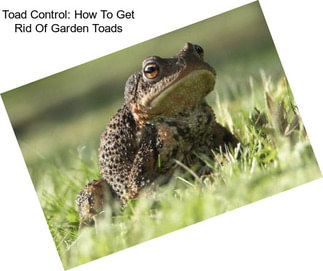 Toad Control: How To Get Rid Of Garden Toads
