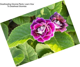 Deadheading Gloxinia Plants: Learn How To Deadhead Gloxinias