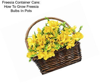 Freesia Container Care: How To Grow Freesia Bulbs In Pots
