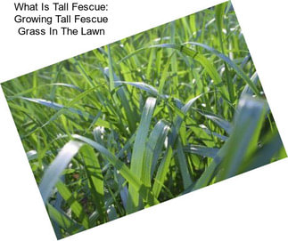 What Is Tall Fescue: Growing Tall Fescue Grass In The Lawn