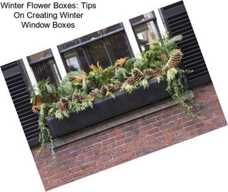 Winter Flower Boxes: Tips On Creating Winter Window Boxes