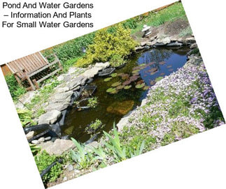 Pond And Water Gardens – Information And Plants For Small Water Gardens