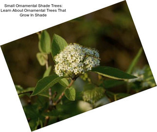 Small Ornamental Shade Trees: Learn About Ornamental Trees That Grow In Shade