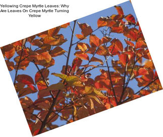 Yellowing Crepe Myrtle Leaves: Why Are Leaves On Crepe Myrtle Turning Yellow