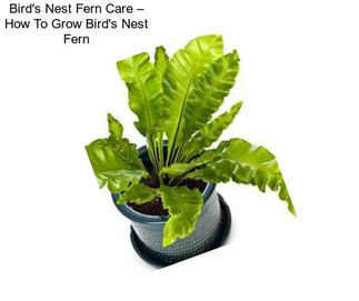 Bird\'s Nest Fern Care – How To Grow Bird\'s Nest Fern