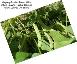 Helping Garden Beans With Yellow Leaves – What Causes Yellow Leaves On Beans