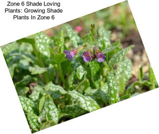 Zone 6 Shade Loving Plants: Growing Shade Plants In Zone 6