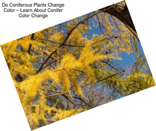 Do Coniferous Plants Change Color – Learn About Conifer Color Change
