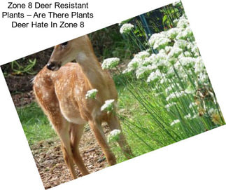 Zone 8 Deer Resistant Plants – Are There Plants Deer Hate In Zone 8