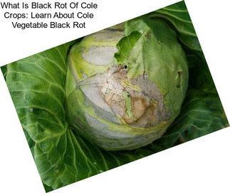 What Is Black Rot Of Cole Crops: Learn About Cole Vegetable Black Rot