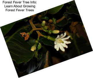 Forest Fever Tree Info: Learn About Growing Forest Fever Trees