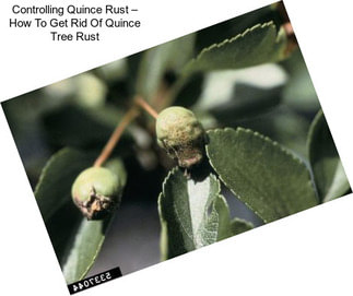 Controlling Quince Rust – How To Get Rid Of Quince Tree Rust