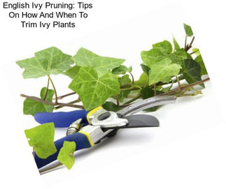 English Ivy Pruning: Tips On How And When To Trim Ivy Plants