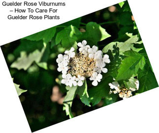 Guelder Rose Viburnums – How To Care For Guelder Rose Plants