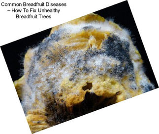 Common Breadfruit Diseases – How To Fix Unhealthy Breadfruit Trees