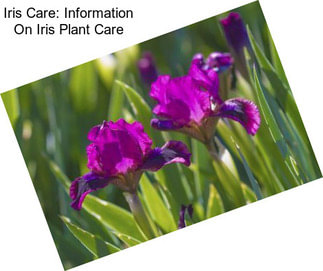 Iris Care: Information On Iris Plant Care