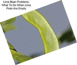 Lima Bean Problems: What To Do When Lima Pods Are Empty