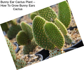 Bunny Ear Cactus Plant – How To Grow Bunny Ears Cactus