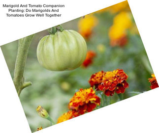 Marigold And Tomato Companion Planting: Do Marigolds And Tomatoes Grow Well Together