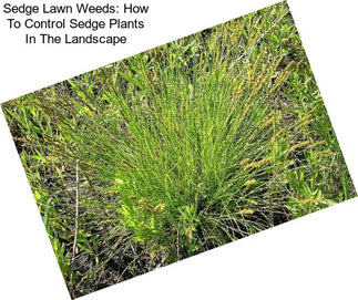 Sedge Lawn Weeds: How To Control Sedge Plants In The Landscape