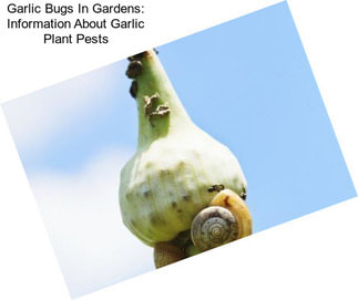 Garlic Bugs In Gardens: Information About Garlic Plant Pests