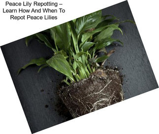 Peace Lily Repotting – Learn How And When To Repot Peace Lilies