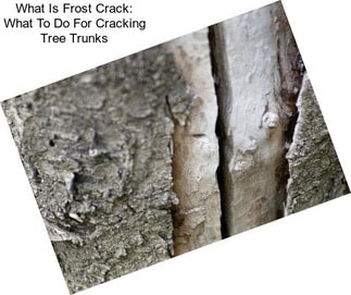 What Is Frost Crack: What To Do For Cracking Tree Trunks
